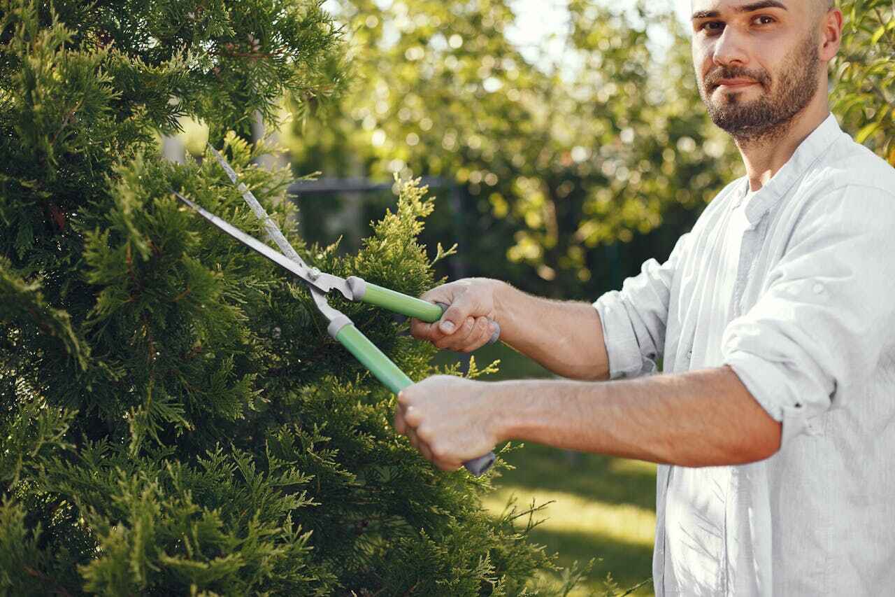 Emergency Storm Tree Removal in Rosharon, TX